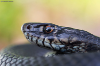  Western whip snake / Biacco (Hierophis viridiflavus)