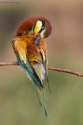 Bee-eaters / Gruccione (Merops apiaster)
