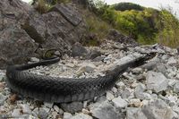 Western whip snake / Biacco (Hierophis viridiflavus)