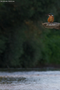 Kingfisher / Martin pescatore (Alcedo atthis)