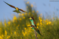 Bee-eaters / Gruccione (Merops apiaster)