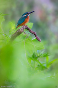 Kingfisher / Martin pescatore (Alcedo atthis) - Fiume Crati, Calabria